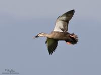 Spot-billed Duck