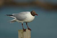 Larus ridibundus