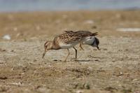 Bécasseau tacheté (Calidris melanotos)