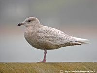 Goéland à ailes       blanches H1 (Larus glaucoides)