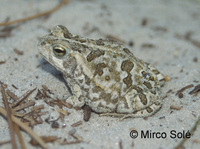 : Bufo arenarum