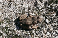 : Bufo biporcatus; Philippine Toad