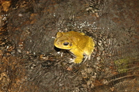 : Bufo luetkenii