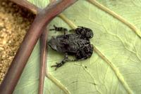 : Hoplophryne rogersi