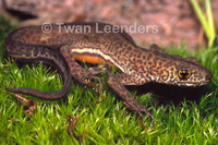 : Ommatotriton vittatus; Southern Banded Newt
