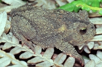 : Proceratophrys sp.