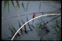 : Merops nubicus; Northern Carmine Bee-eater