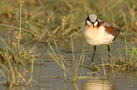 : Phalaropus tricolor; Wilson's Phalarope