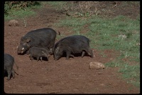 : Hylochoerus meinertzhageni; Giant Forest Hog