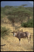 : Oryx gazella; Beisa Oryx, Gemsbok