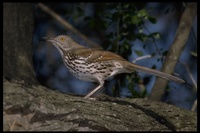 : Toxostoma longirostre; Thrasher