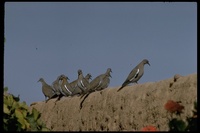: Zenaida asiatica; White-winged Dove