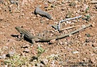 : Aspidoscelis flagellicauda; Gila Spotted Whiptail