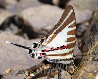 : Graphium aristeus; Five-barred Swordtail