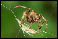 : Araneus angulatus