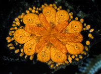 : Botryllus schlosseri; Sea Squirt