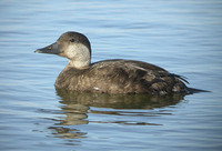 Common Scoter