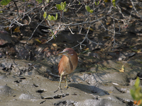 栗小鷺 Cinnamon Bittern Ixobrychus cinnamomeus