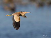 Yellow Bittern Scientific name - Ixobrychus sinensis