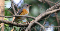 Grey-backed Thrush Turdus hortulorum