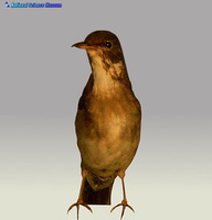 흰배지빠귀 Turdus pallidus