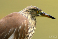 Chinese Pond Heron 池鷺