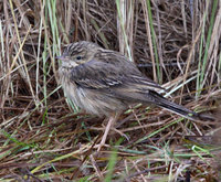 Blyth's Pipit Photograph by Mark Breaks