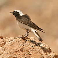 Pied Wheatear