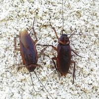 Periplaneta americana - American Cockroach