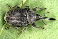 Rhinusa asellus