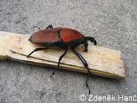 Rhynchophorus ferrugineus - Red Palm Weevil