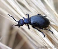 Meloe proscarabaeus - Black Oil Beetle