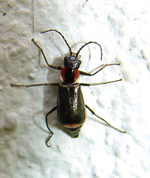 Axinotarsus pulicarius