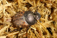 Onthophagus fracticornis