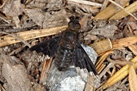 Hemipenthes morio