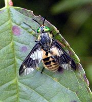 Chrysops relictus