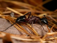 Camponotus ligniperdus