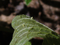 Pieris rapae - Small White