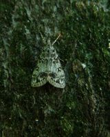 Dipleurina lacustrata