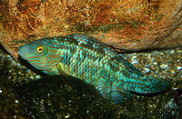 Image of Symphodus melops, Corkwing wrasse, Tord enrocador, Tord roquer, Kosirica mjesecica, Alm...