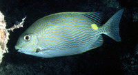 Siganus lineatus, Golden-lined spinefoot: fisheries, aquarium