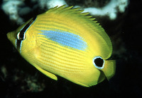 Chaetodon plebeius, Blueblotch butterflyfish: fisheries, aquarium