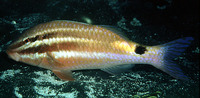 Parupeneus spilurus, Blackspot goatfish: fisheries