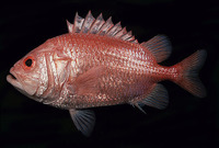 Ostichthys japonicus, Brocade perch: fisheries