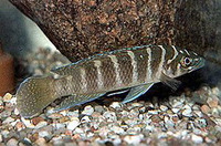 Neolamprologus cylindricus, : aquarium