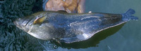 Wallago leerii, : fisheries