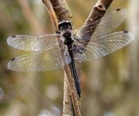 Sympetrum danae - Black Darter