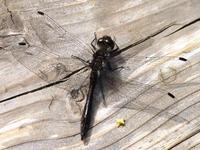 Sympetrum danae - Black Darter