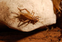 Acheta domestica - House Cricket