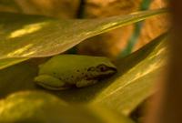 Heterixalus madagascariensis